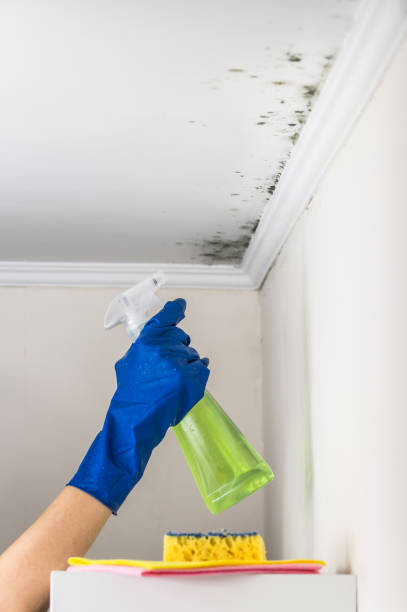 Best Office Mold Removal Services  in Germantown, WI